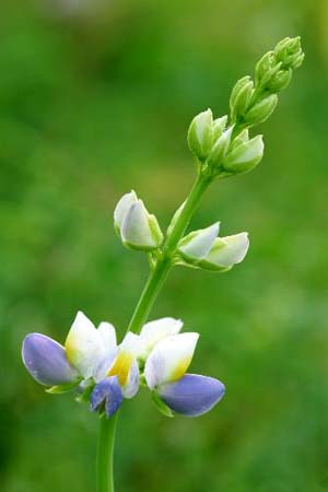 Lupin