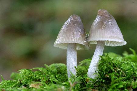 Mycena Galericulata