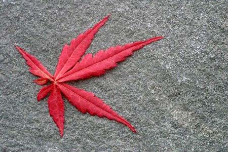 Red Leaf