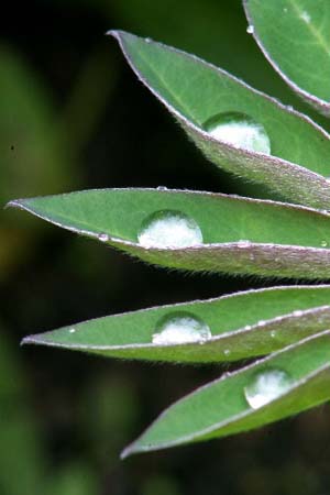 Water Drops