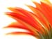 Gerbera