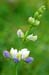 Lupin