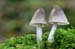 Mycena Galericulata