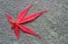 Red Leaf