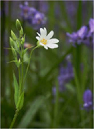 white flower