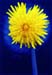 dandylion flower painterly