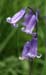 single bluebell