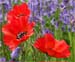 three popies and bluebells