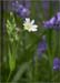 white flower
