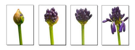 Blooming