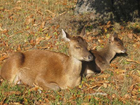 Deer & Fawn
