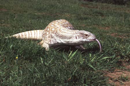 bosc monitor