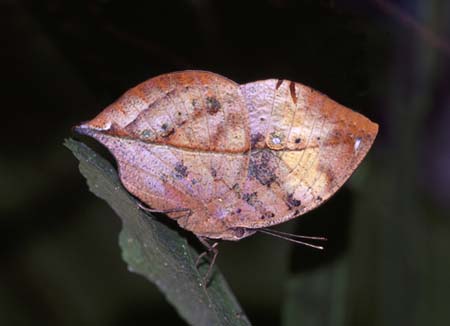 indian leaf butterfly