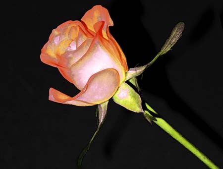 rose bud