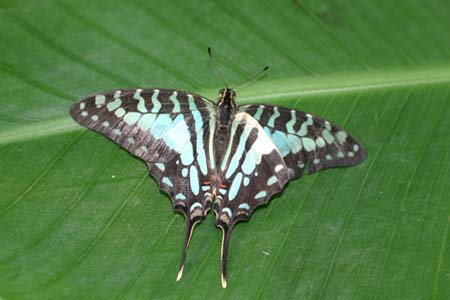 swallowtail1