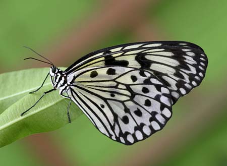white tree nymph