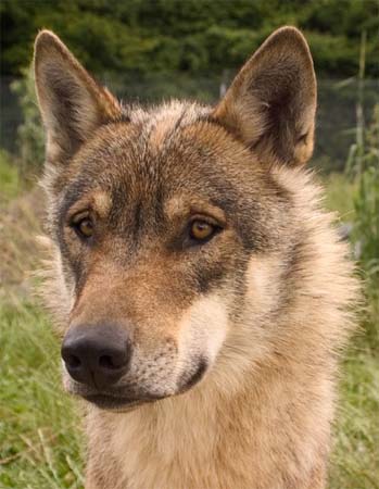 wolf