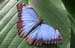 Blue morph