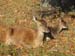 Deer & Fawn