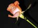 rose bud