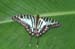 swallowtail1