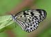 white tree nymph